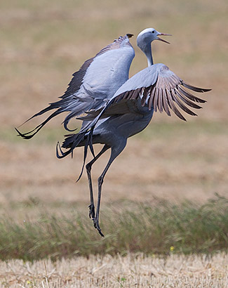 Blue Crane with wings spread